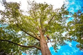 How Our Tree Care Process Works  in  Limestone Creek, FL