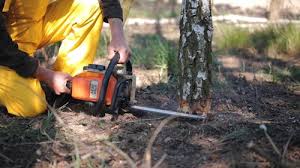 Best Tree Preservation Services  in Limestone Creek, FL