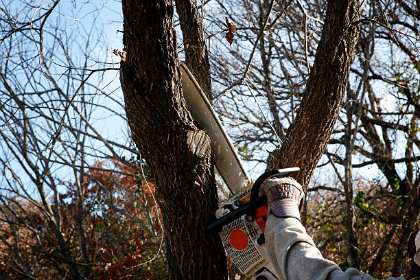 Professional Tree Removal Services in Limestone Creek, FL